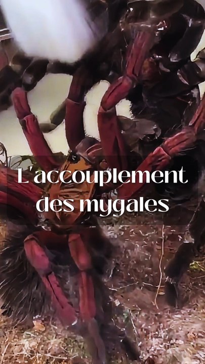 L'accouplement des mygales !