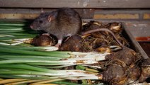 Natural Rat Repellents: 9 That Actually Work