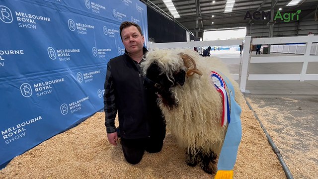 Melbourne Show Valais Blacknose winners | Stock & Land