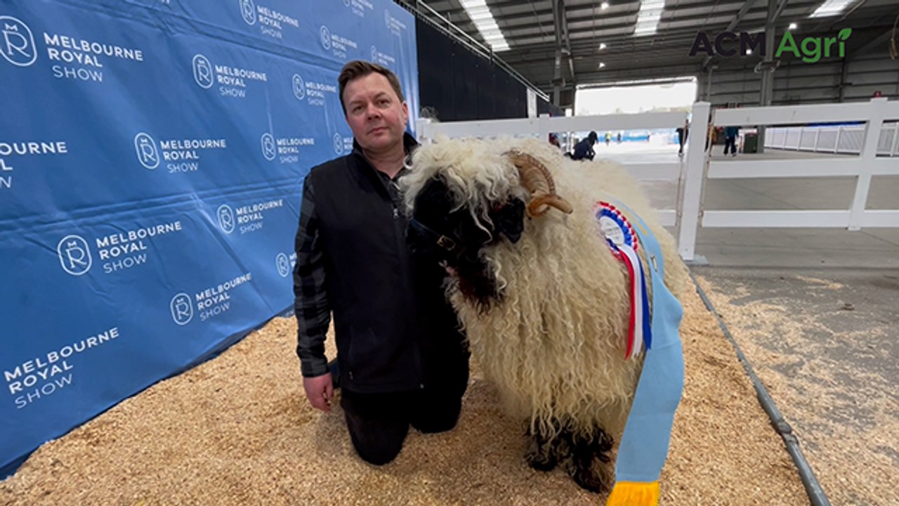 Melbourne Show Valais Blacknose winners | Stock & Land