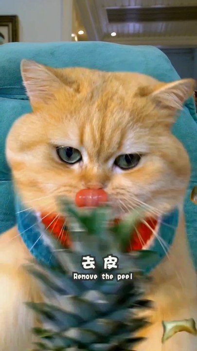 Don't laugh #❤️ #cat #funny