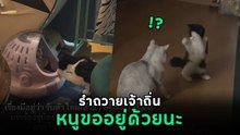 เอ็นดู รับแมวใหม่เข้าบ้าน โดนเจ้าถิ่นขู่ไม่หยุด สู้ไม่ไหวก็รำไปเลย