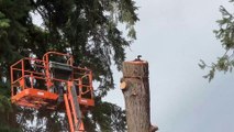 Moment felled tree crashes into lift during removal