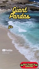 Animal Facts         Giant Pandas          #shorts