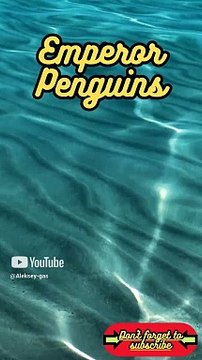 Animal Facts Emperor Penguins #shorts