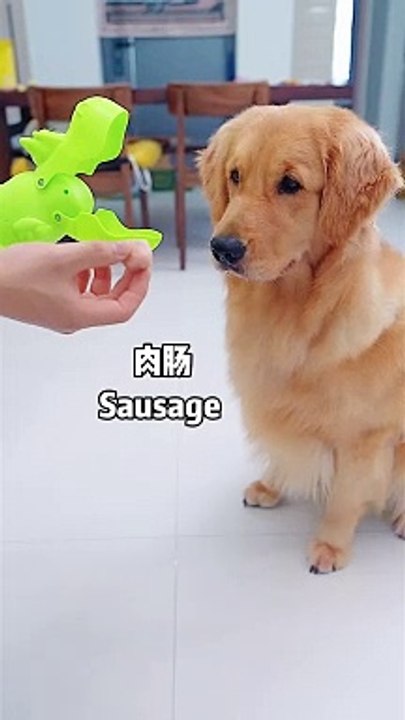 狗狗急了The dog is in a hurry
