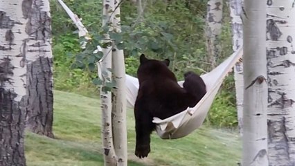 Lustiger Moment: Ein riesiger Bär versucht, ein Nickerchen zu machen – in einer Hängematte