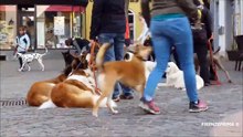 Dog Parade in Alzey  1° May 2018