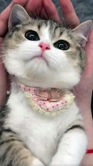 Too cute to handle - pet edition