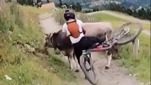 Moment cyclist collides with cow on trail in Austria