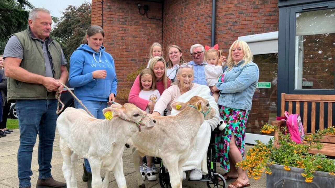 End of life patients meeting and cuddling two calves video Dailymotion