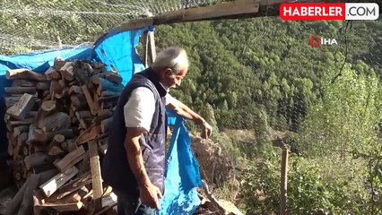 Ayıların Köy Merkezine İnişi: Tavuklar Telef Oldu, Fasulye Yok Oldu