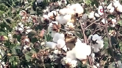 Çiftçi, pamuktan umduğunu bulamadı