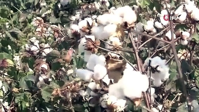 Çiftçi, pamuktan umduğunu bulamadı