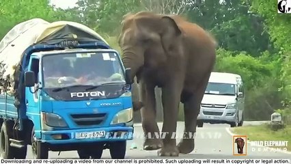 Wild-Elephant-Demand