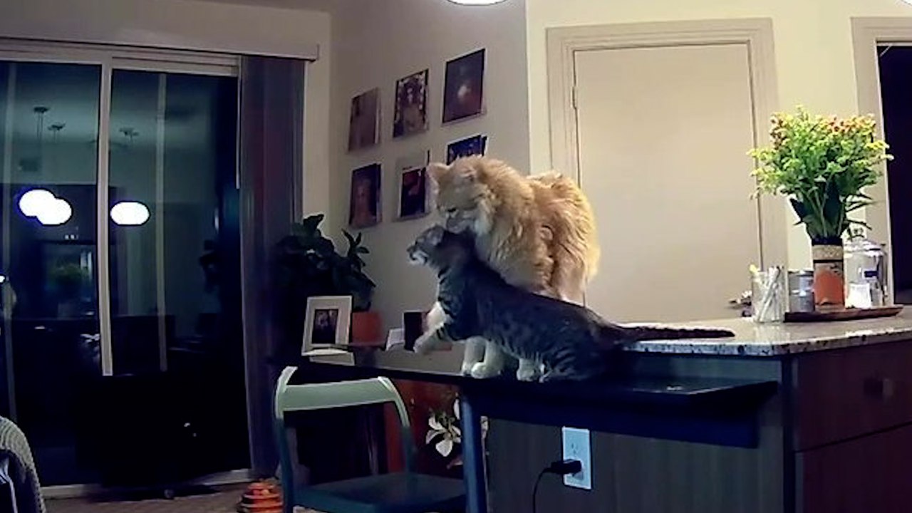 Cat shows new kitten who's boss by grabbing young pet by scruff of