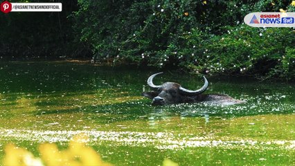 गुजरात के भैंसों ने कैसे बदल दी ब्राजील की किस्मत? रोचक किस्सा