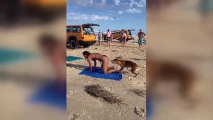 Australia_ Dingo bites sunbathing tourist in Queensland