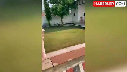 Hindistan'da pit bull cinsi köpek, bahçede oynayan çocukları kobra yılanının saldırısından kurtardı