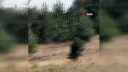 Ardahan'da şaşırtan olay: Bir anda zıplayarak kadraja girdi!