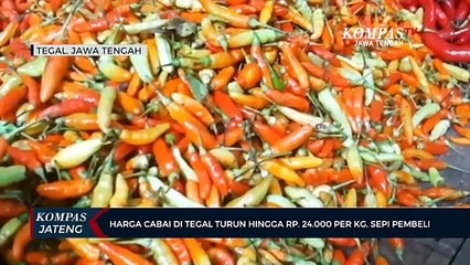 Harga Cabai di Tegal Turun hingga Rp24.000 per Kilogram, Sepi Pembeli
