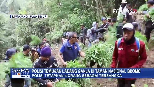 Siapa Dalang di Balik Temuan Lahan Ganja Seluas 1,5 Hektare di Taman Nasional Bromo Tengger Semeru?