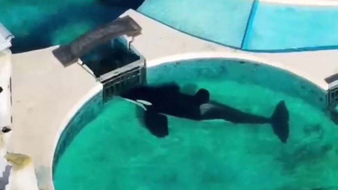 Einsamer orca starrt 24 stunden lang ununterbrochen auf das tanktor