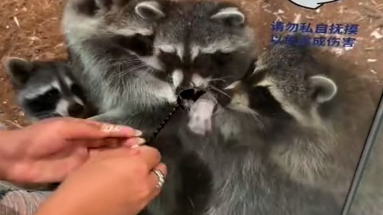 Frecher waschbär reißt armband vom handgelenk einer frau
