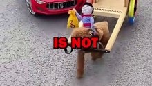 DOG LOSES CART! #dogs #pets #animalstories