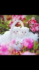 Cat  funny voice,cat video,cat, cute cat,cat picture,