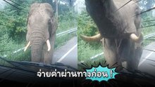 ใครจะผ่านตรงนี้ ต้องจ่ายค่าผ่านทางให้เจ้าถิ่นก่อน !