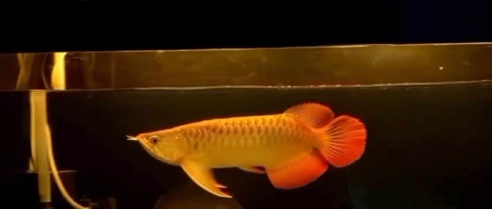 Ornamental fish with a fantastic price Arowana Super Red