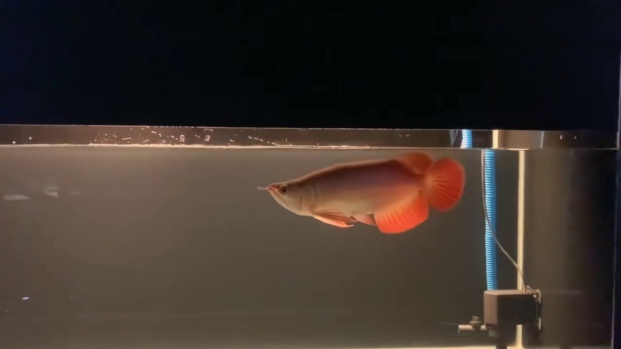 The Super Red Arowana Ornamental Fish, the Handsome King, Has a Fantastic Price