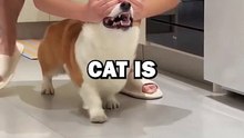 DOG GETS GIRLFRIEND! #dogs #cat