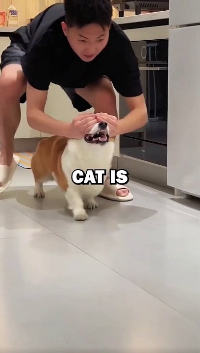 DOG GETS GIRLFRIEND! #dogs #cat