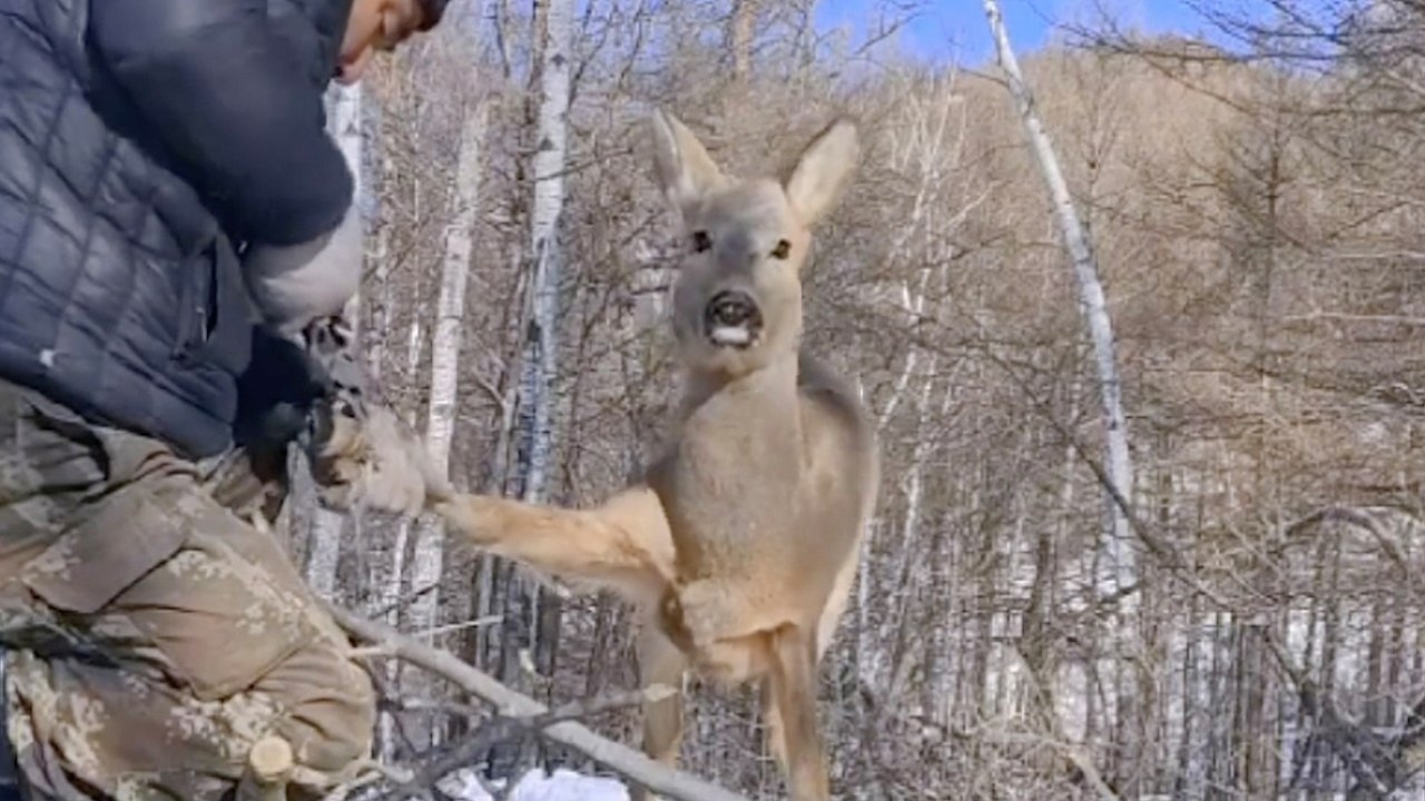 Barmherziger samariter rettet reh aus jagdfalle