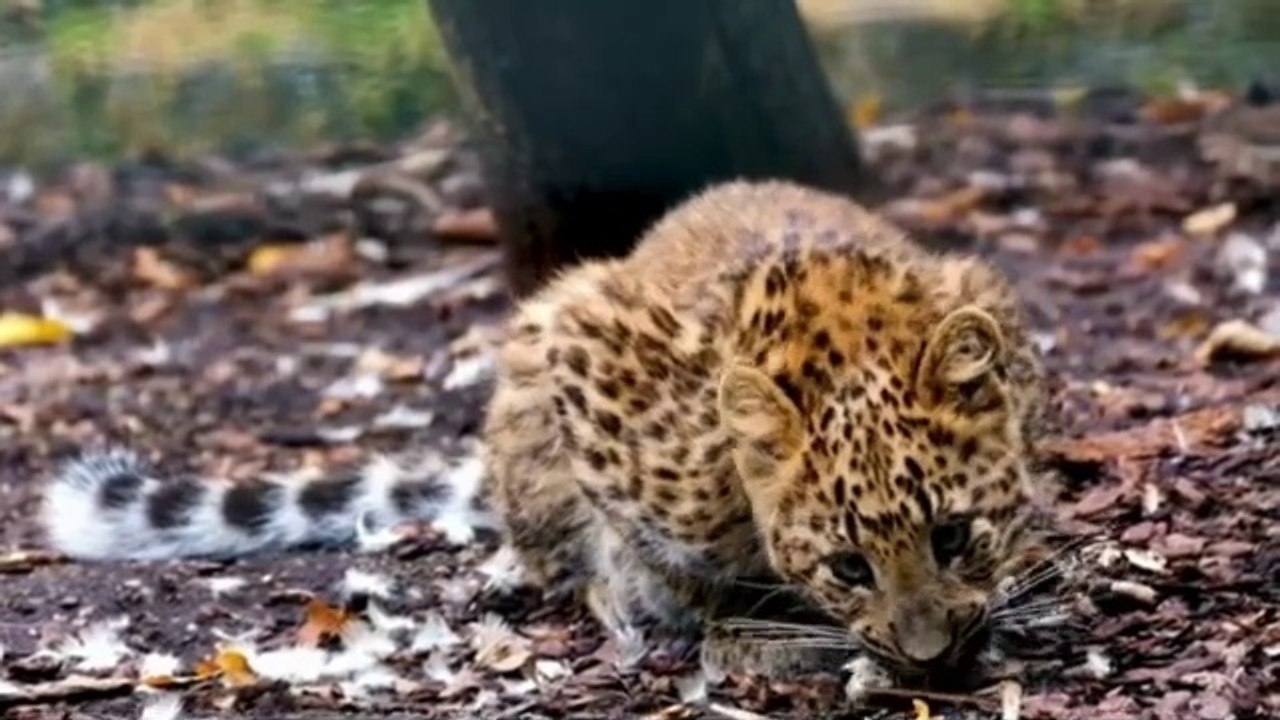 Funniest Cats and Dogs Videos  ||  Hilarious Animal Compilation Part No:1  #2024