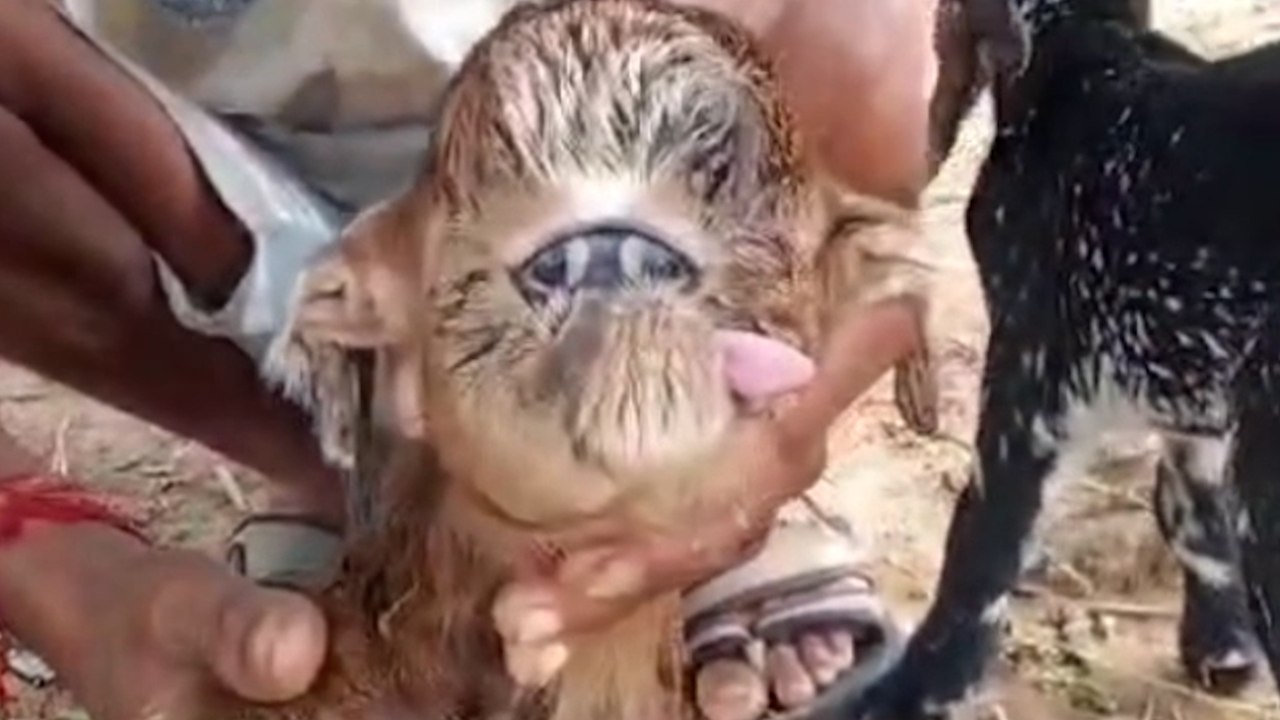 Ziege, die mit verschmolzenen Augen geboren wurde