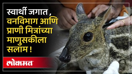 कामगाराला जखमी हरीण दिसलं अन् सर्वच  त्याला वाचवण्यासाठी धडपडू लागले