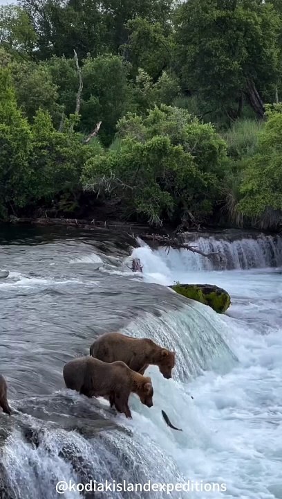Fishing Bear 