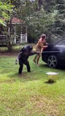 Un singe exceptionnel assiste Tarzan dans le lavage de sa voiture !