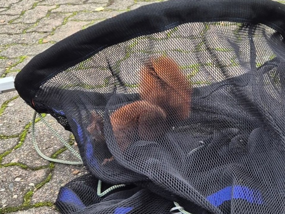 Tobendes Eichhörnchen sorgt für Feuerwehreinsatz