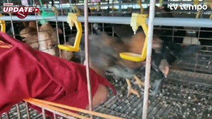 UGM Ciptakan Varietas Ayam Pedaging-Petelur lewat Persilangan Ayam Lokal