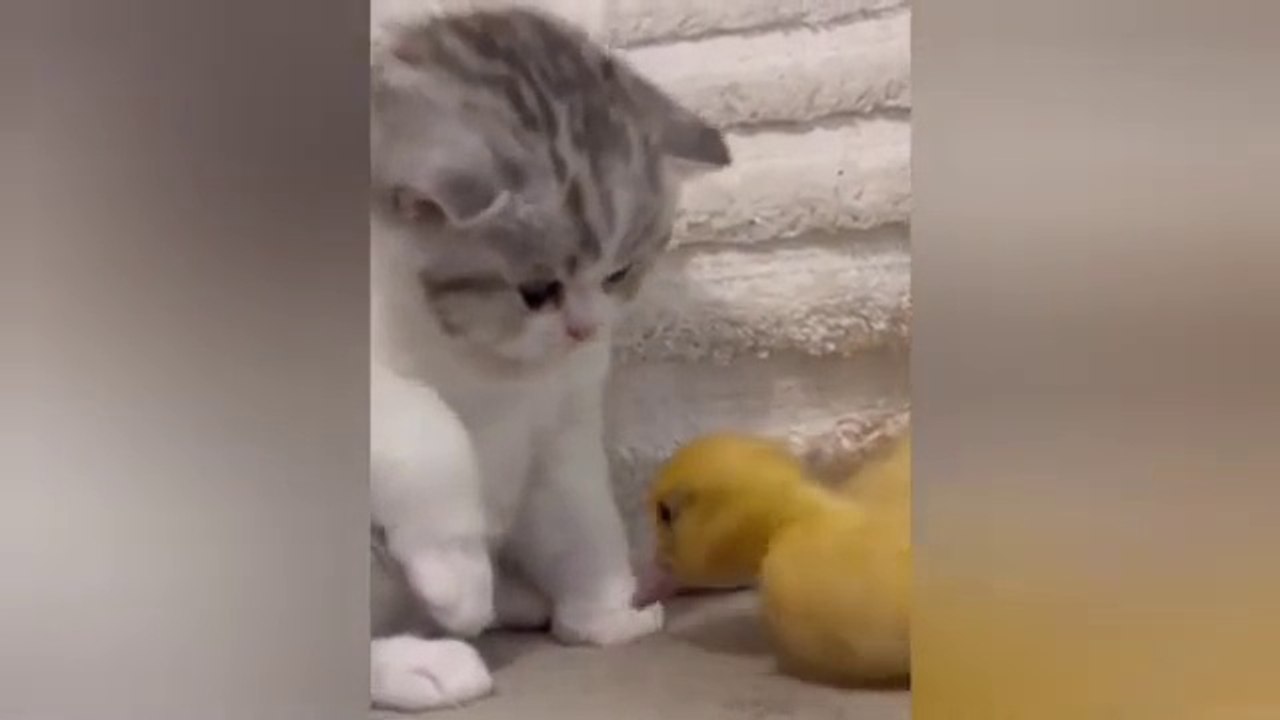  Funniest Cats and Dogs Videos  ||  Hilarious Animal Compilation Part No:7  #2024