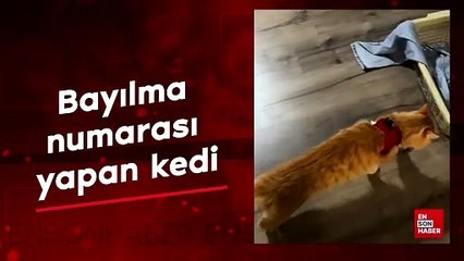 Tải video: Bayılma numarası yapan kedi