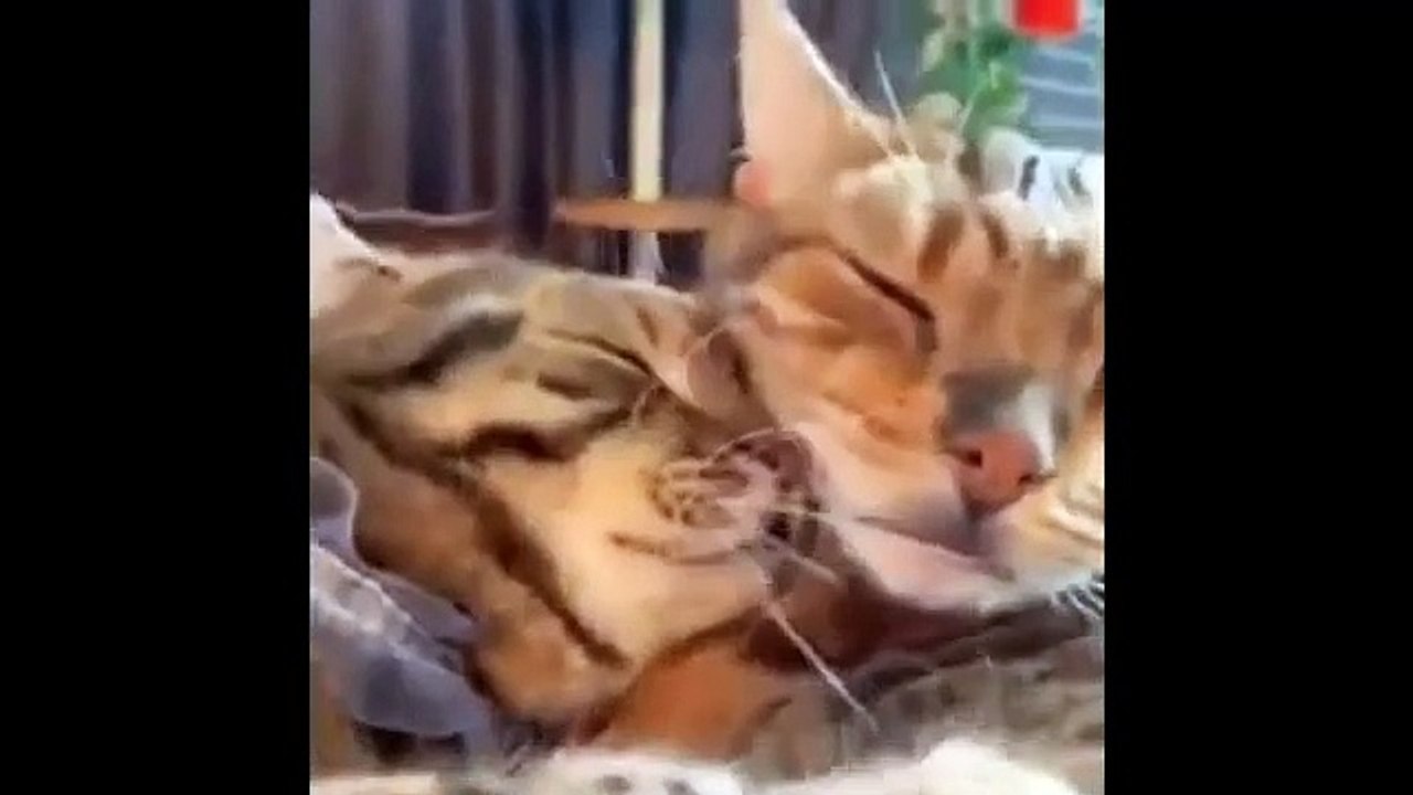  Funniest Cats and Dogs Videos  ||  Hilarious Animal Compilation Part No189  #2024