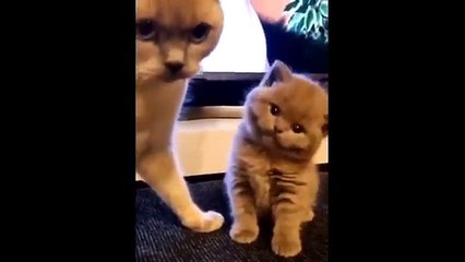 Funniest Cats and Dogs Videos  __  Hilarious Animal Compilation №11