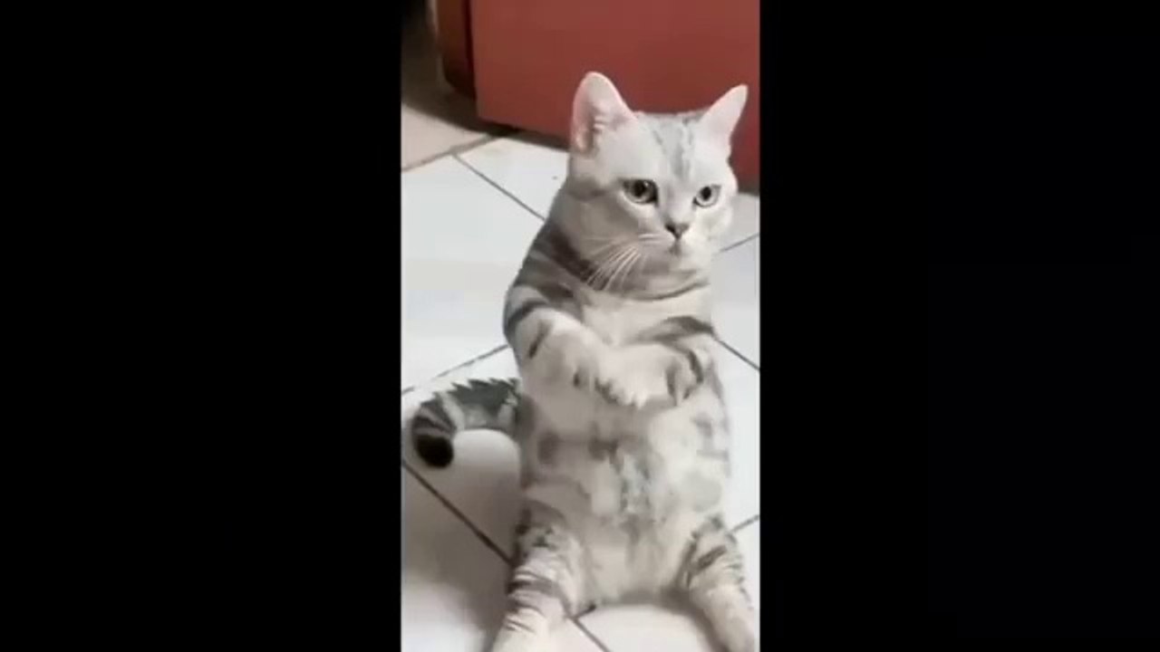 Funniest Cats and Dogs Videos Hilarious Animal Compilation Part No