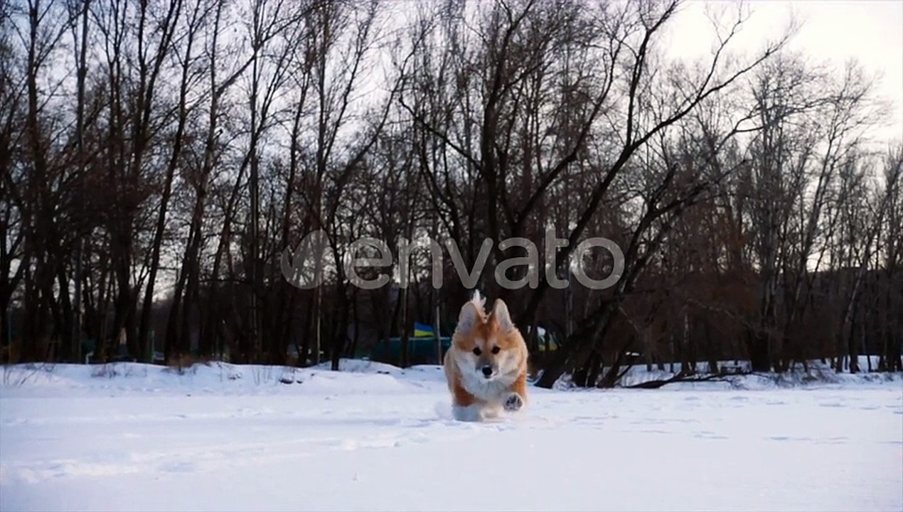 video cute dog_h264 (4)