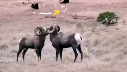 Two mountain goats butted each other